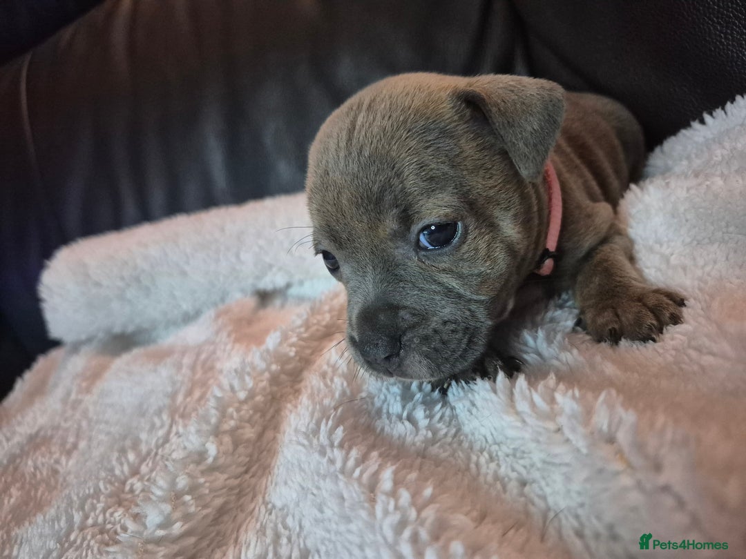 Staffordshire Bull Terrier dogs for sale: Eight gorgeous staffy puppies. - Advert 15