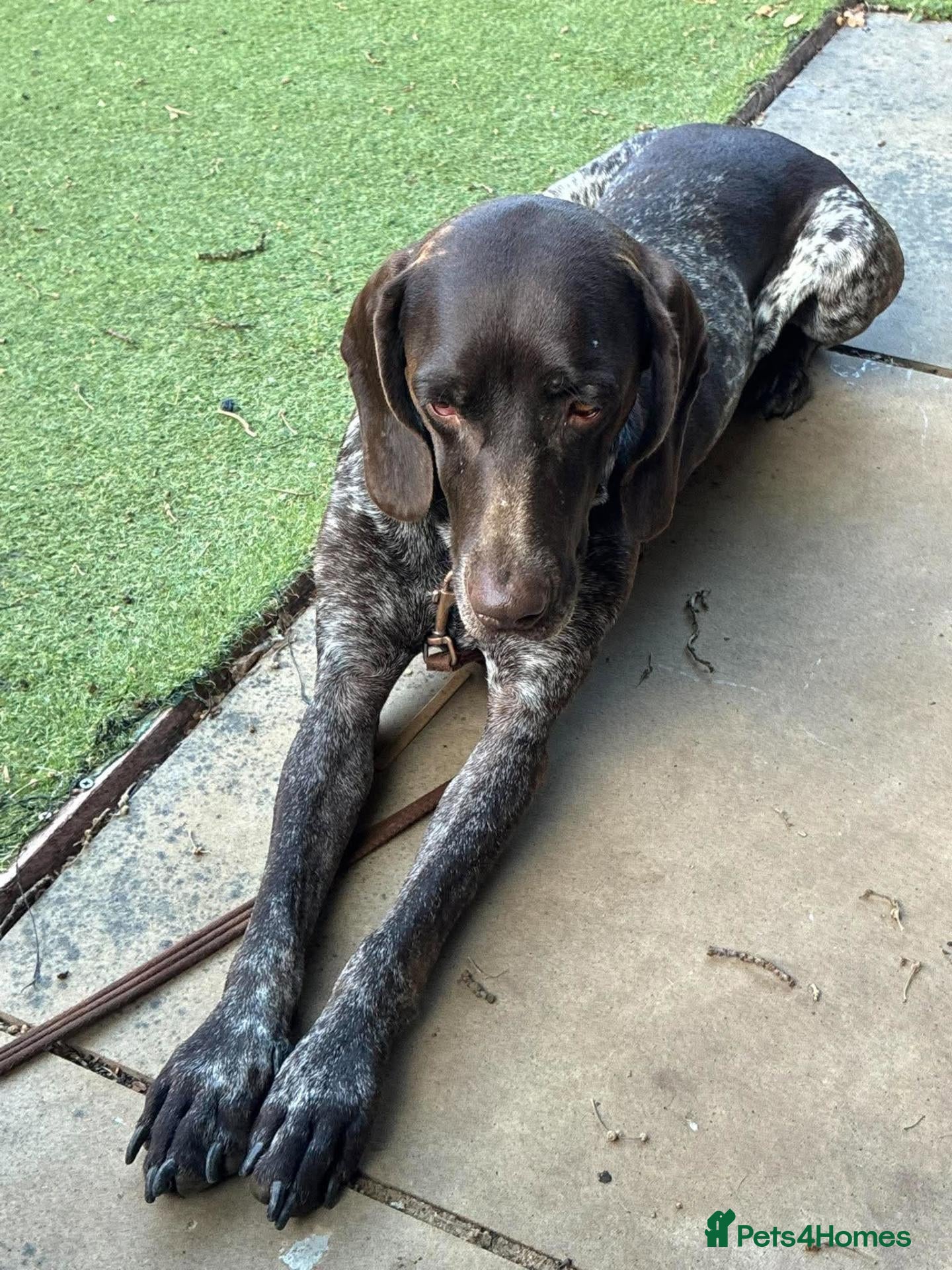 German Shorthaired Pointer dogs Roza is looking for her forever home  - Advert 1