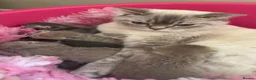 British Shorthair cats for sale: Beautiful British Shorthair kittens - Advert 28