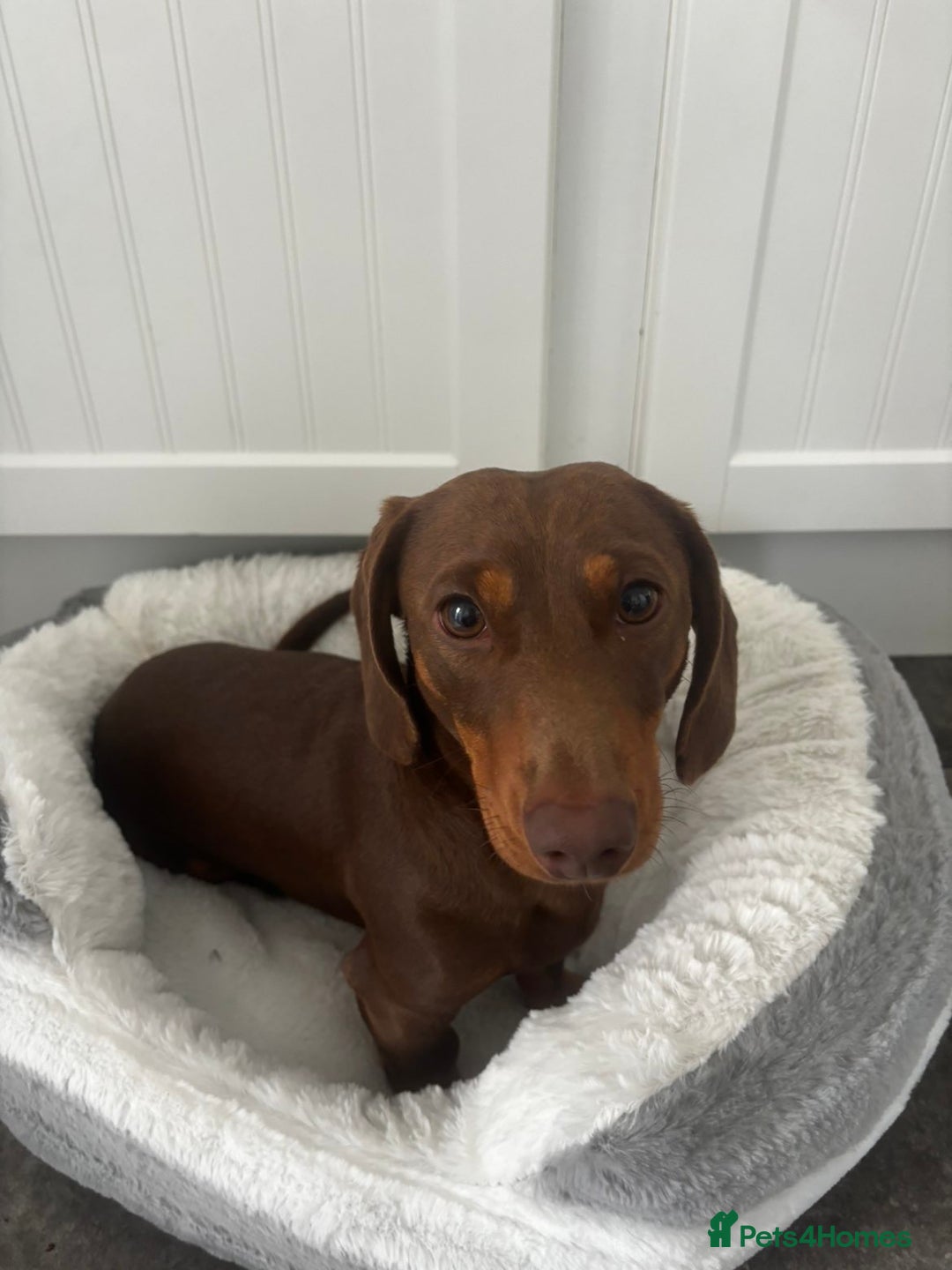 Dachshund dogs for sale: Male dachshund - Advert 1