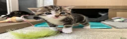 Mixed Breed cats for sale: Kittens for sale - ready 10th May  - Advert 17
