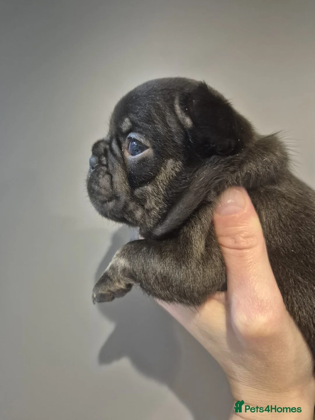 French Bulldog dogs for sale: French Bulldog Babies - Ready Now - Advert 5