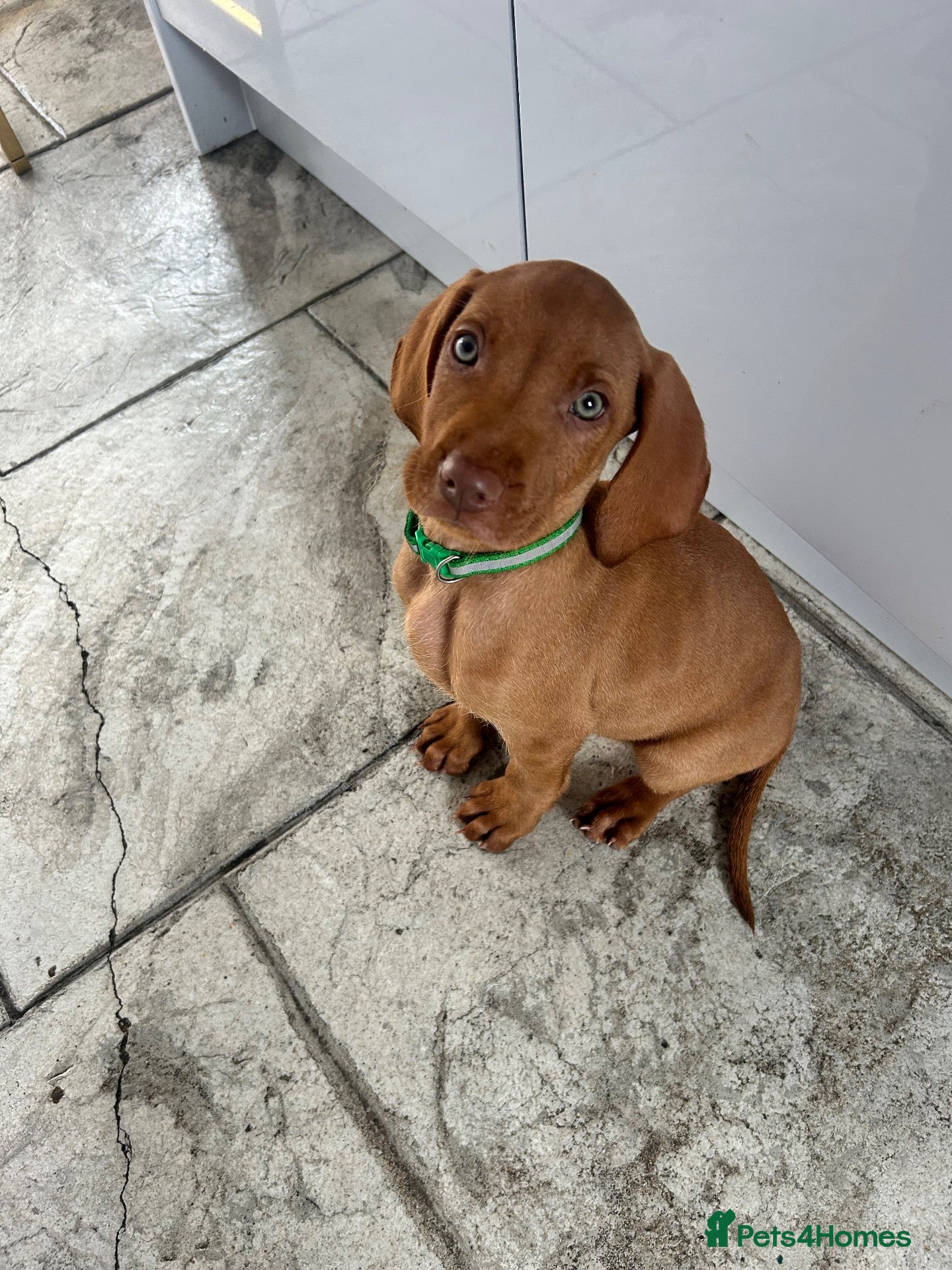 Hungarian Vizsla dogs KC x4 boys reduced £1700 Hungarian vizsla pups   - Advert 2