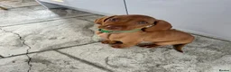 Hungarian Vizsla dogs for sale: 1 x KC registered Hungarian vizsla puppy £1600 - Advert 7