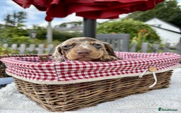 Miniature Dachshund dogs for sale: *READY NOW! 2 STUNNING KC REG MINI DACHSHUND BOYS* - Image 5