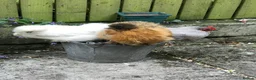 Chickens poultry for sale: two Silkie chickens and one Lavender Pekin hen in Bradford - Advert 2