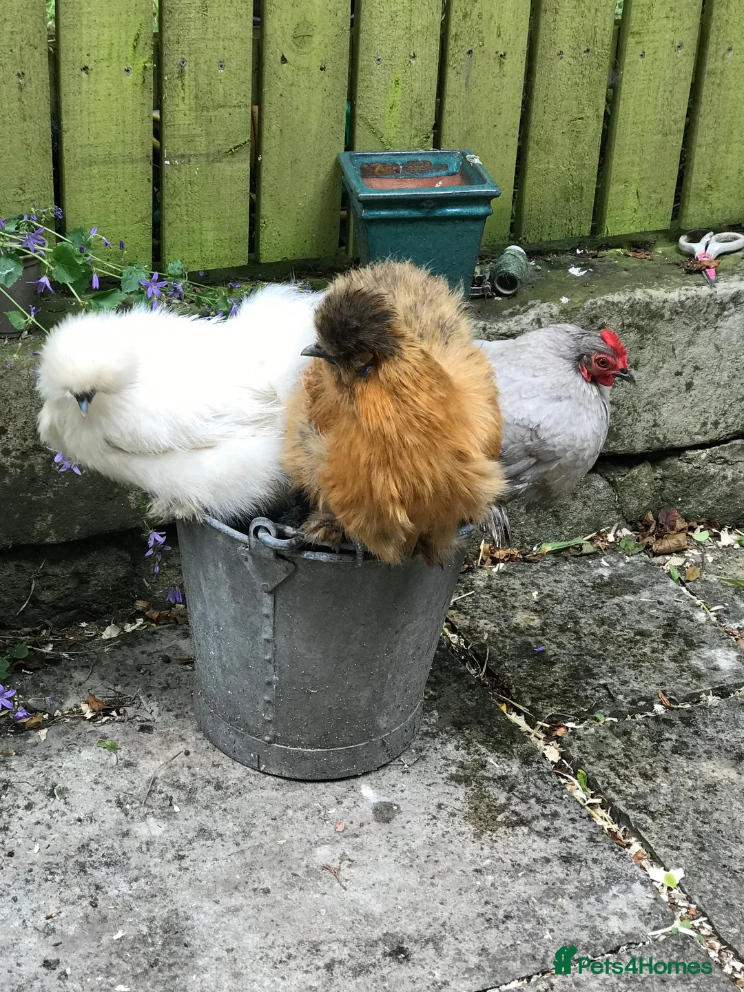 Chickens poultry for sale: two Silkie chickens and one Lavender Pekin hen in Bradford - Advert 2