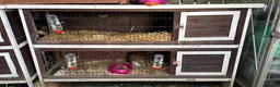 Netherland Dwarf rabbits for sale: 4 Netherland Dwarfs & 2 Double Cages  - Advert 6