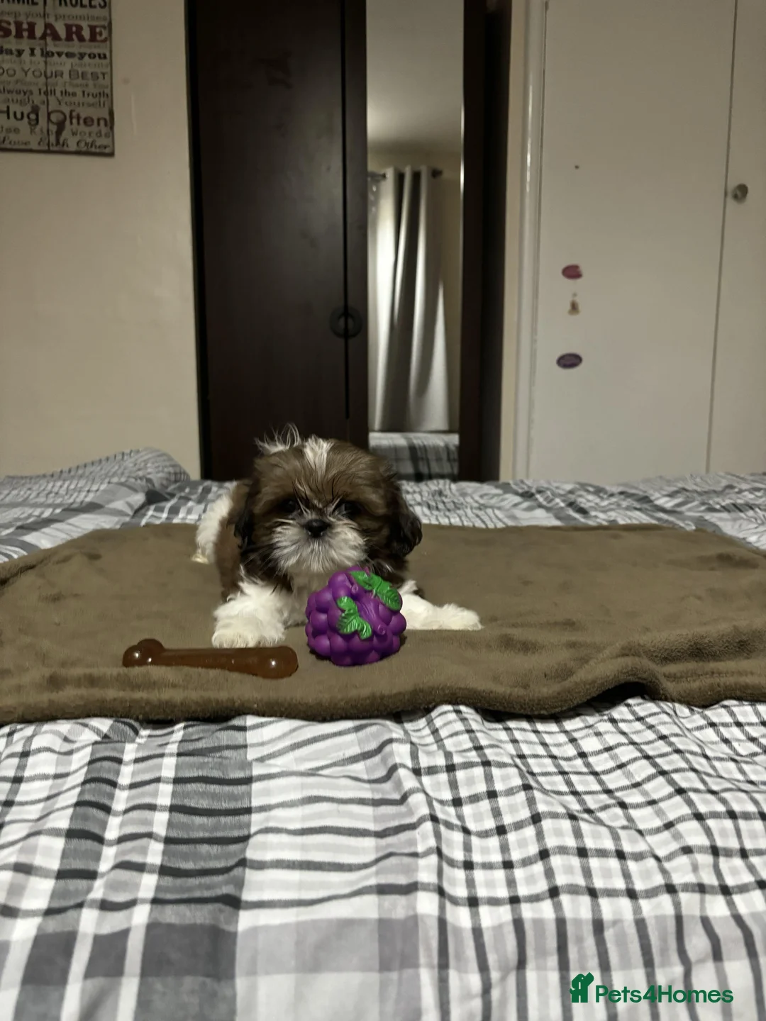Shih Tzu dogs for sale: Shih Tzu puppies - Advert 26