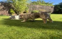 English Bulldog dogs for stud: STUD available - north east / North Yorkshire  - Image 3