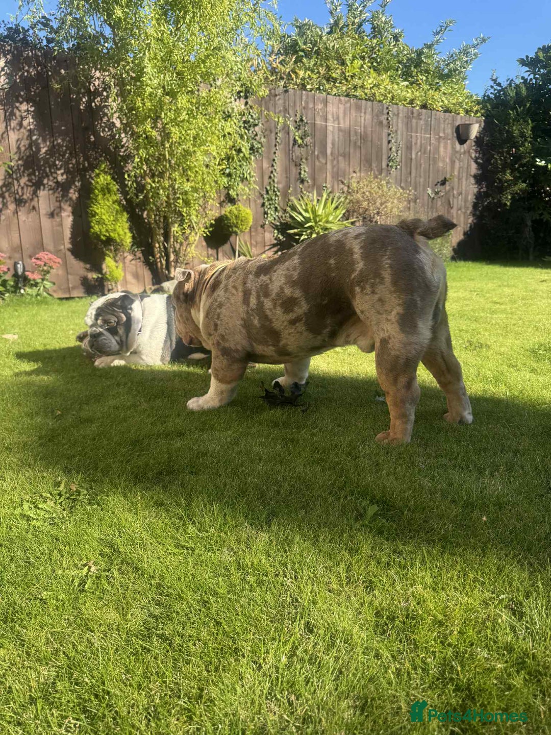 English Bulldog dogs for stud: STUD available - north east / North Yorkshire  - Image 3