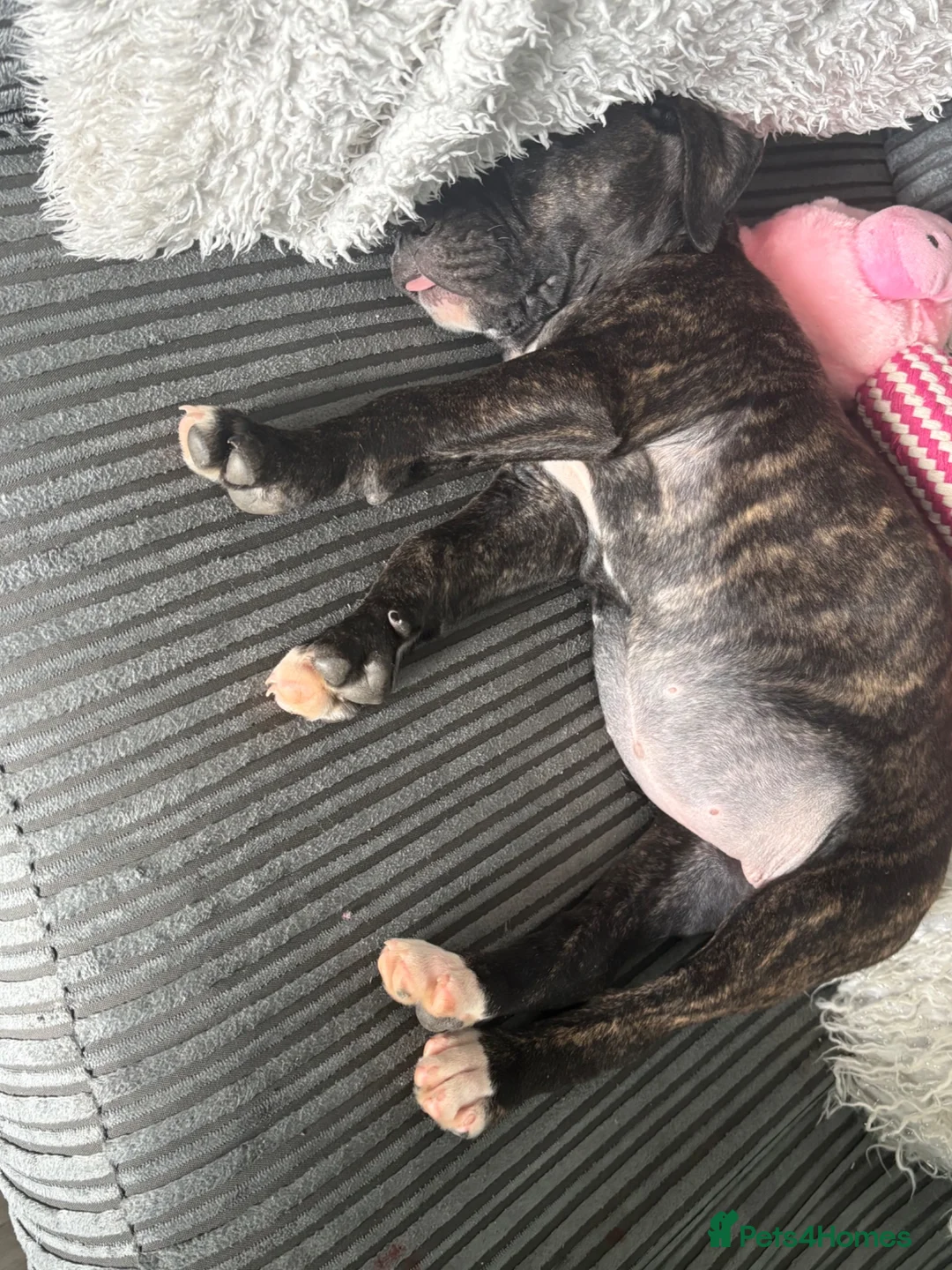 Mixed Breed dogs for sale: Staffy X Alpha blue  - Advert 2