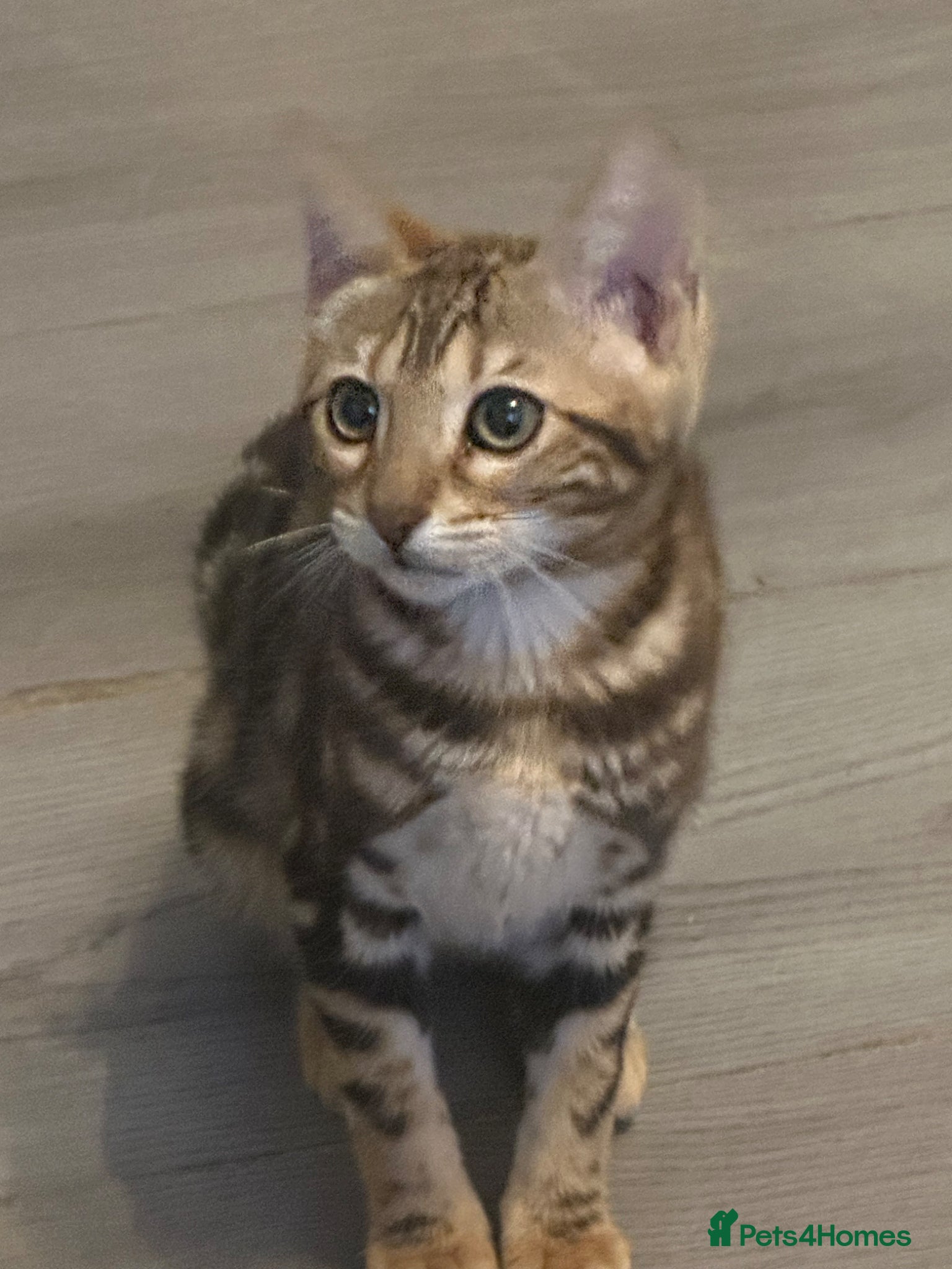 Bengal cats Perfect marble Bengal girl - Advert 5