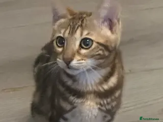 Bengal cats Perfect marble Bengal girl - Advert 6