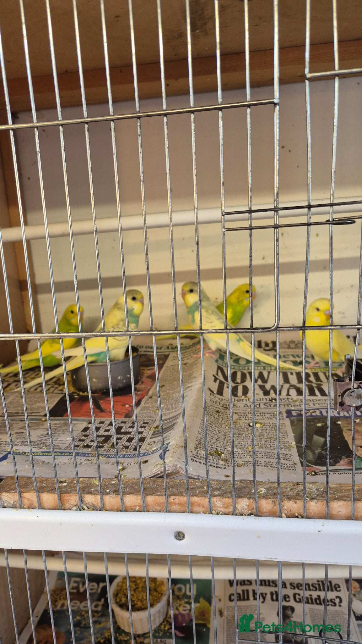 Budgerigars birds for sale: Beautiful baby budgies  - Advert 1