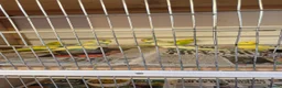 Budgerigars birds for sale: Beautiful baby budgies  in Oakham - Advert 1