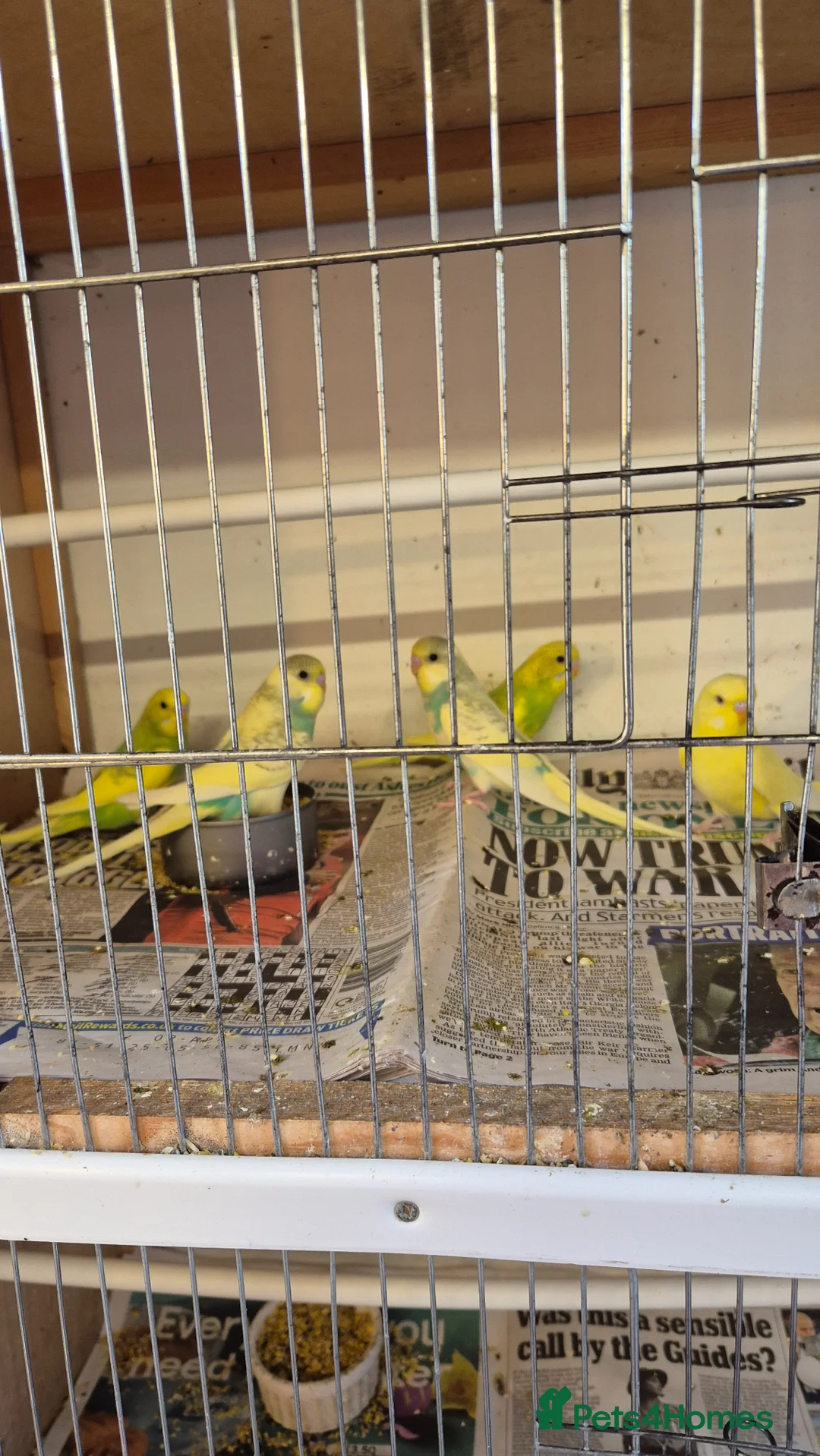 Budgerigars birds for sale: Beautiful baby budgies  in Oakham - Advert 1