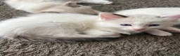 Ragdoll cats for sale: REDUCED Needing her forever home Ragdoll Kitten - Advert 12