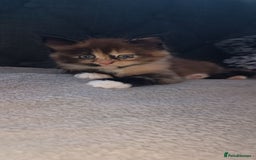Maine Coon cats for sale: 🌟 Maine Coon Kittens Looking for Loving Homes 🌟 - Image 3