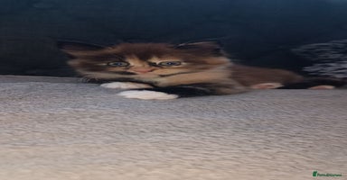 Maine Coon cats - Advert 10