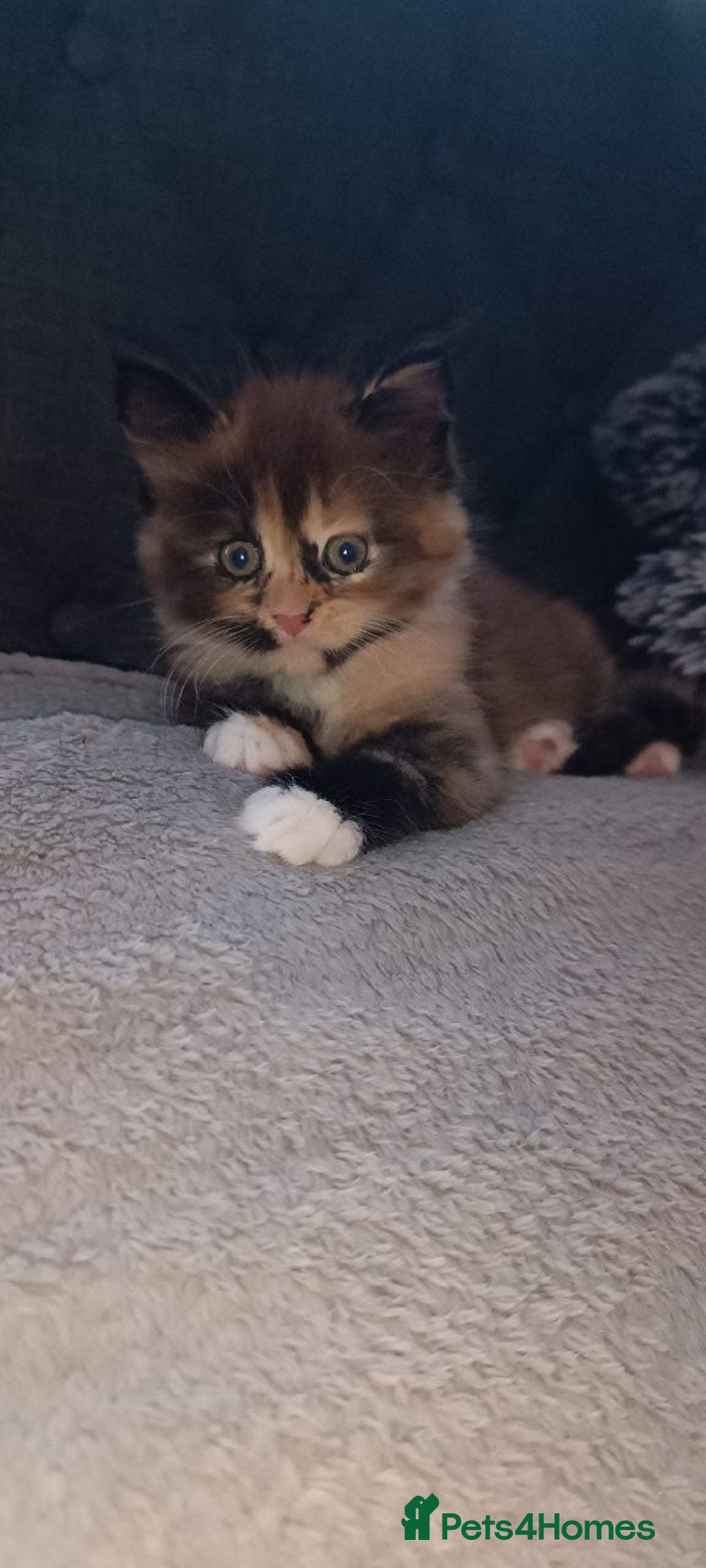 Maine Coon cats for sale: 🌟 Maine Coon Kittens Looking for Loving Homes 🌟 - Image 3