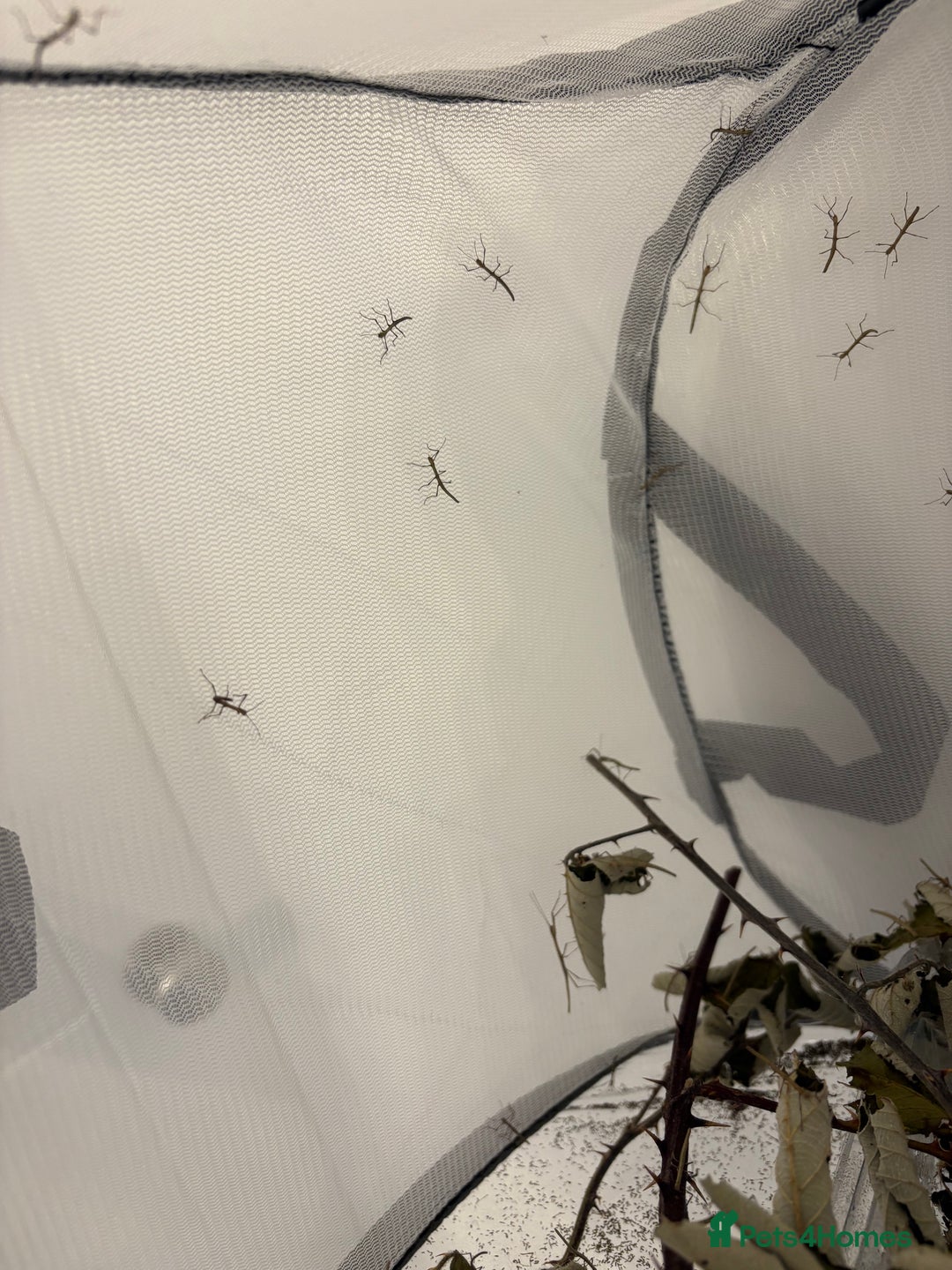 Stick Insects invertebrates for sale: Indian stick insect nymphs box of 10  - Image 2