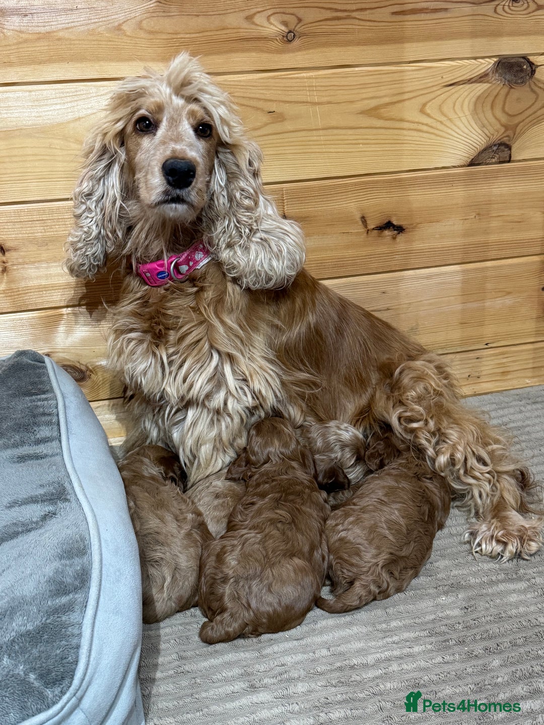 Cockapoo dogs for sale: Red cockapoos *DNA CLEAR* - Advert 1