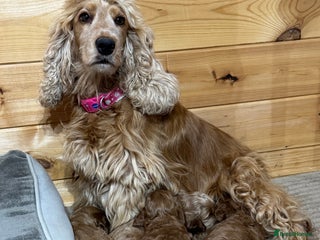 Cockapoo dogs Red cockapoos *DNA CLEAR* - Advert 6