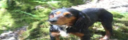 Cocker Spaniel dogs for stud: Health Tested Black & Tan W/Cocker Spaniel Stud in Totnes - Advert 12