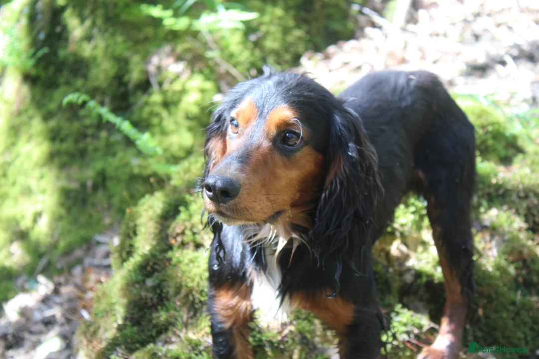 Cocker Spaniel dogs for stud: Health Tested Black & Tan W/Cocker Spaniel Stud in Totnes - Advert 12