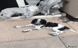 Sprocker dogs for sale: F1 SPROCKER.  - Image 4