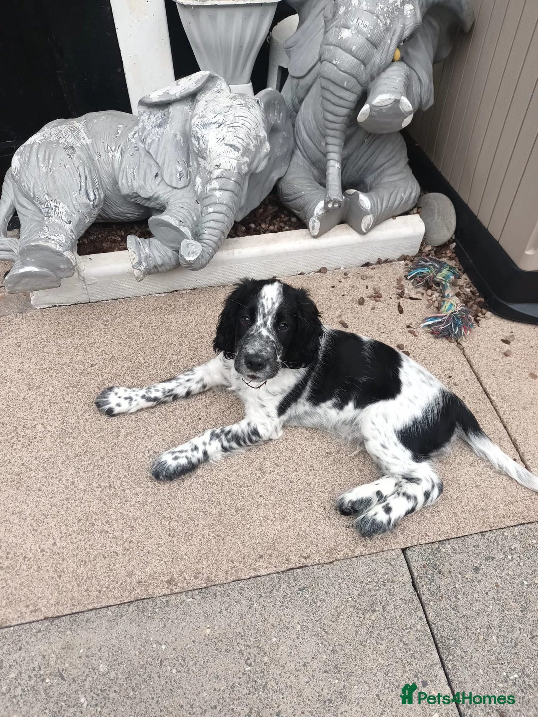 Sprocker dogs for sale: F1 SPROCKER.  - Image 4