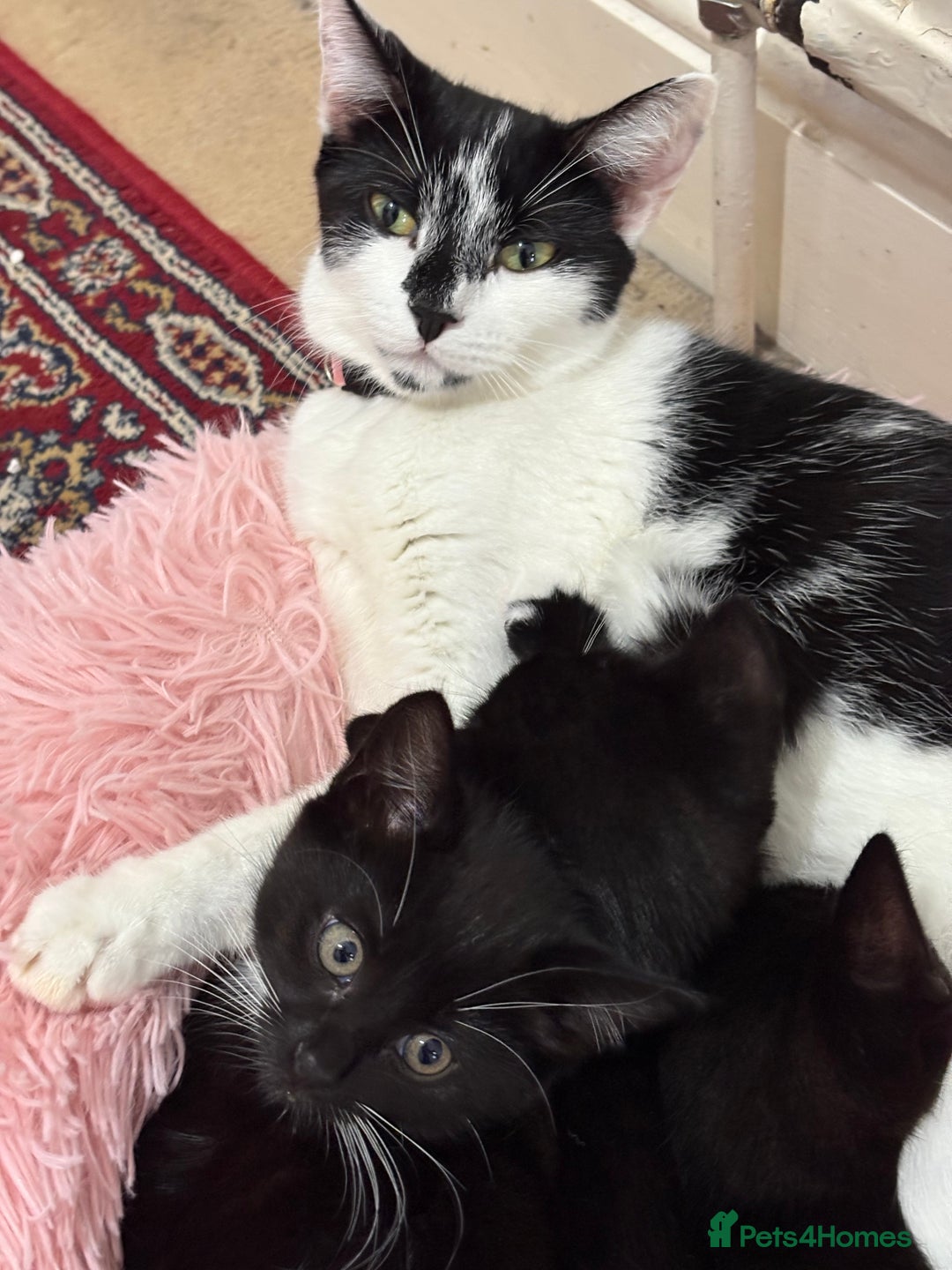 British Shorthair cats for sale: Beautiful energetic female tuxedo kitten  - Advert 3