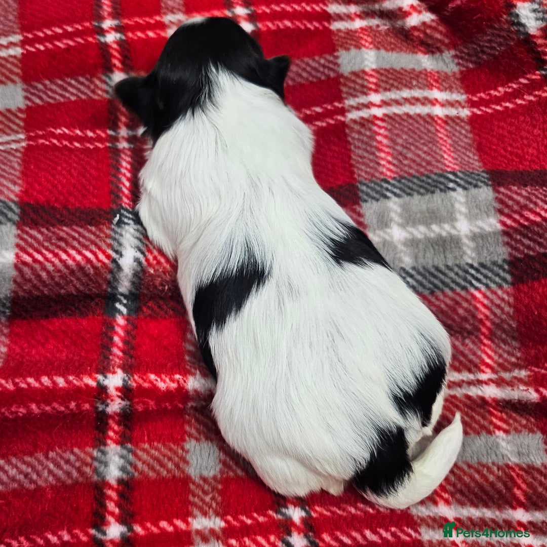 Yorkshire Terrier dogs for sale: Two beautiful Yorkshire Terrier (Biewer) puppies - Advert 26