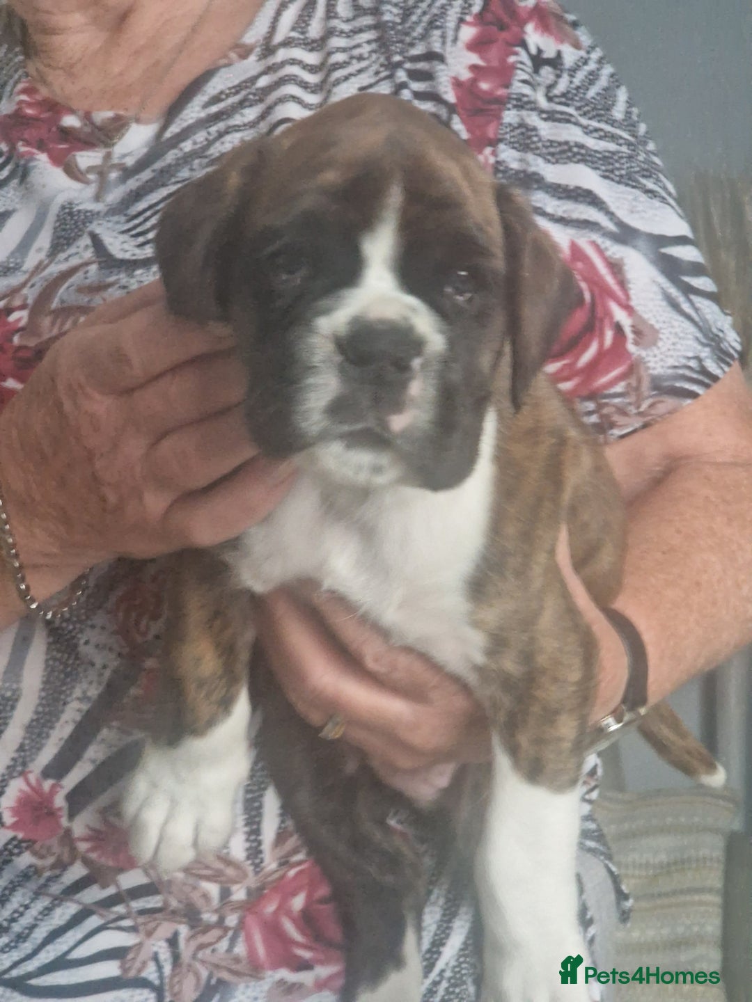 Boxer dogs for sale: Boxer puppies - Image 3