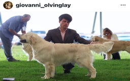 Golden Retriever dogs for sale: Outstanding Champion Lines KC Registered - Image 4