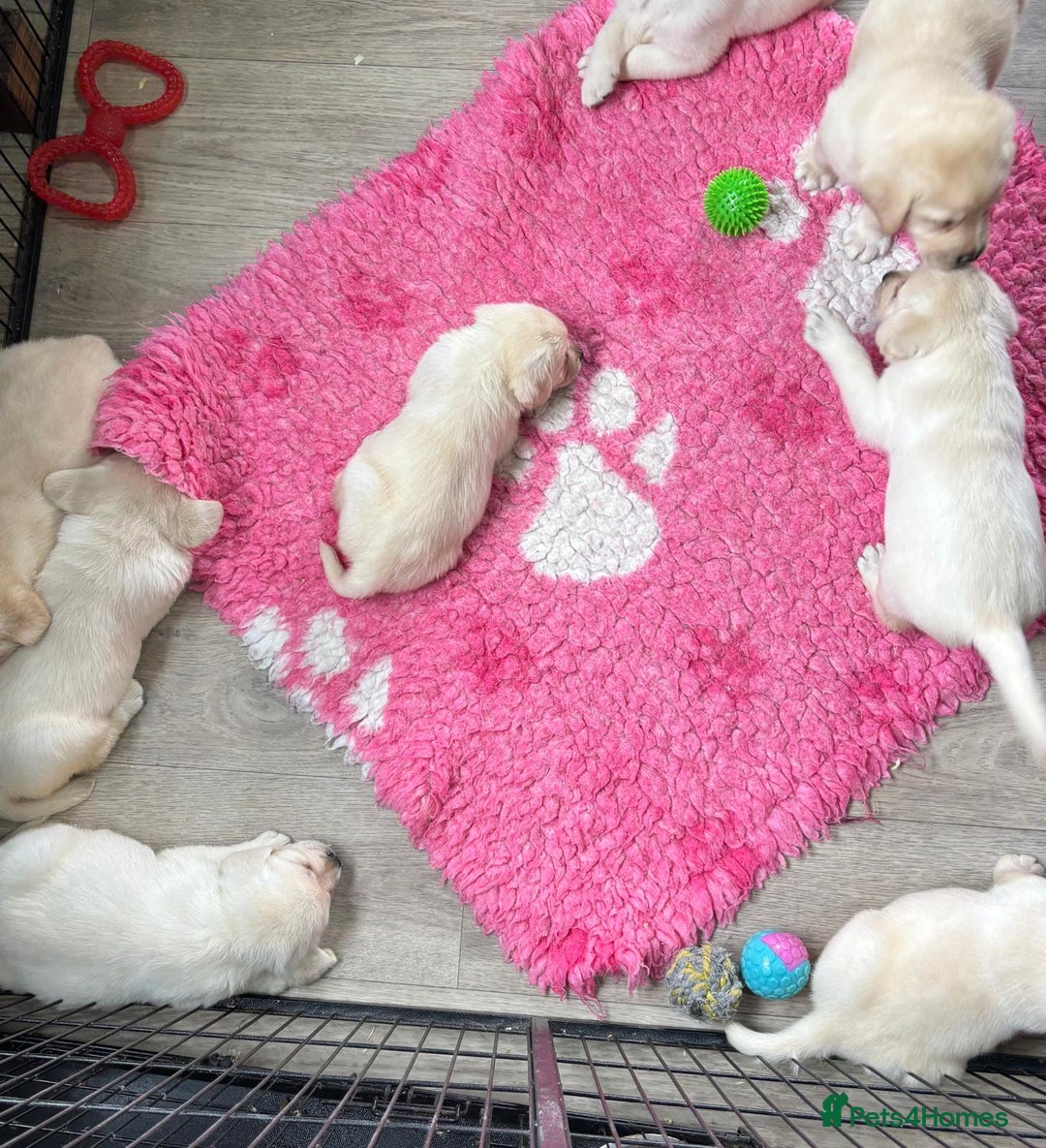 Labrador Retriever dogs for sale: Beautiful Labrador Puppies - Image 9
