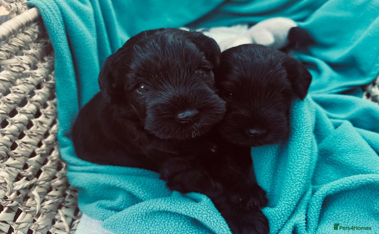 Miniature Schnauzer dogs - Advert 14