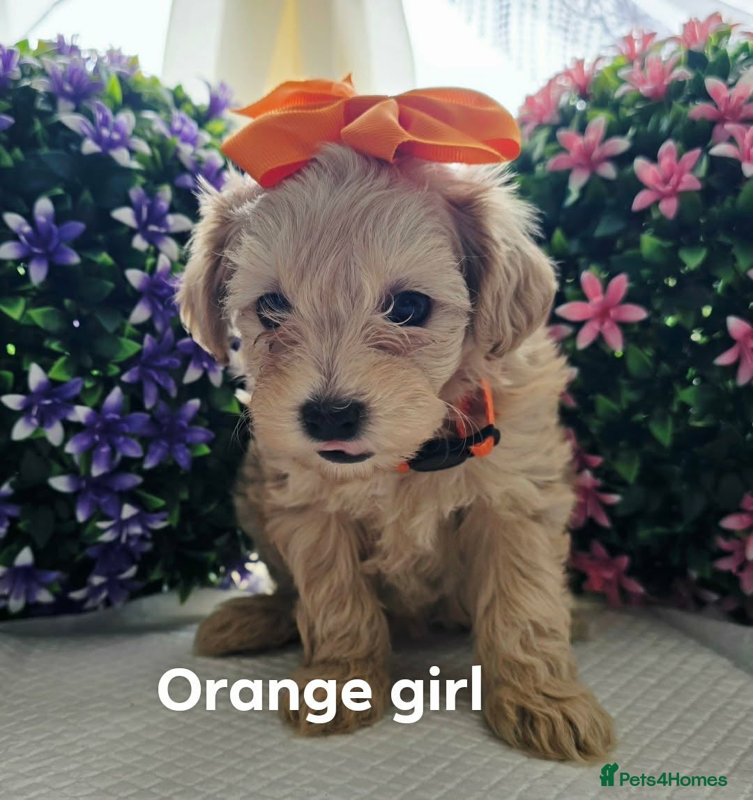 Maltipoo dogs Ready on 04.07. 3 girls 1 boy left  - Advert 5