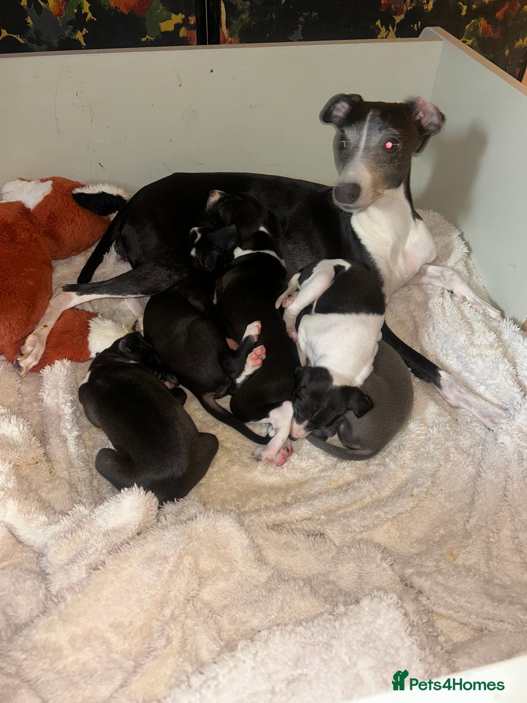 Italian Greyhound dogs for sale: Italian greyhound pups  - Advert 8