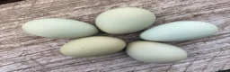 Chickens poultry for sale:  Stunning Green Egg Layers  - Advert 2