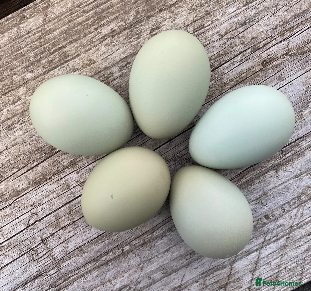Chickens poultry for sale:  Stunning Green Egg Layers  - Advert 2