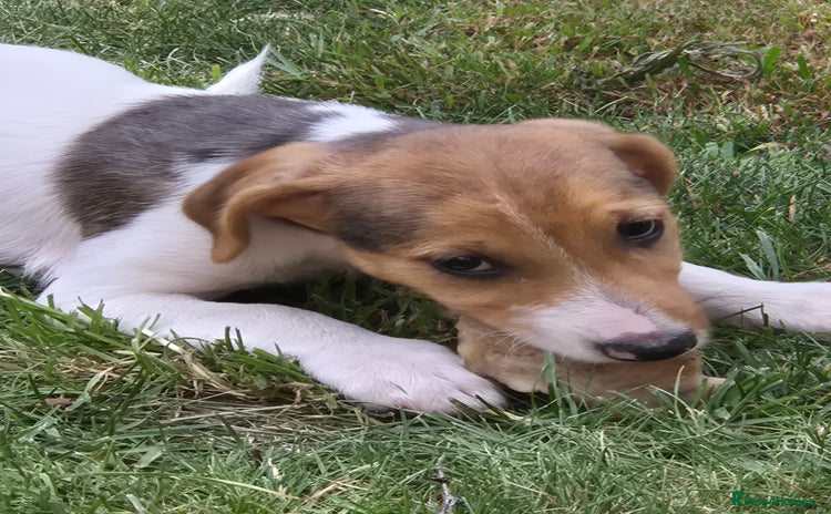 Jack Russell dogs - Advert 1