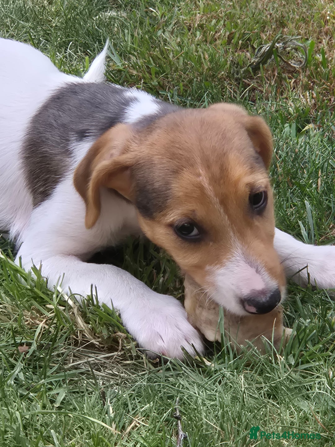 Jack Russell dogs for sale: Jack Russell pups ready now call 07368468393 - Image 1