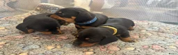 Miniature Dachshund dogs for sale: Miniature Daschunds ready soon for new homes in Cowbridge - Advert 7