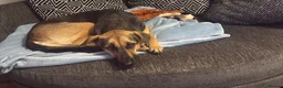 Mixed Breed dogs for sale: Are beautiful roxy - Advert 18
