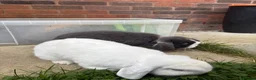 Mixed Breed rabbits for sale: Lovely Rabbit Pair with Hutch & Omlet Run Included in Preston - Advert 3