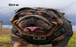 English Bulldog dogs for sale: 2 outstanding English Bulldog Pups 🩷  - Image 25