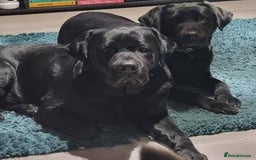Labrador Retriever dogs for stud: Proven Fully DNA Tested for Stud in Harlow - Image 8