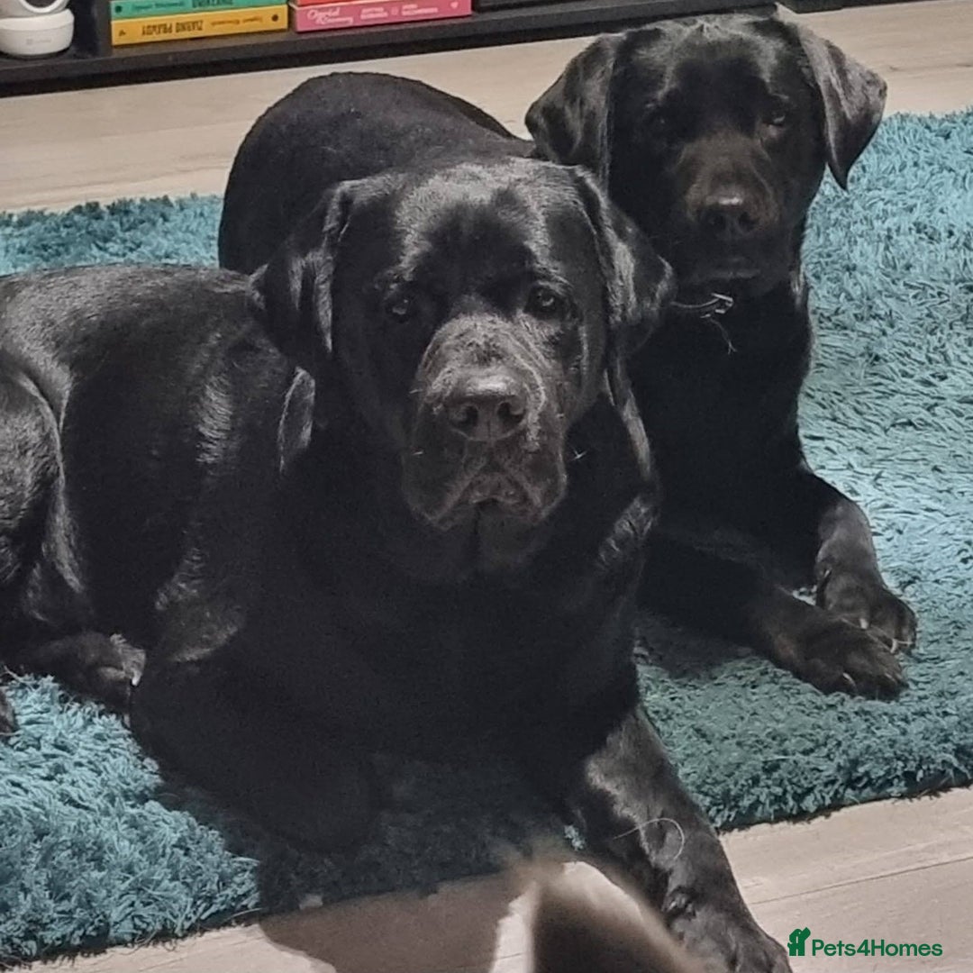 Labrador Retriever dogs for stud: Proven Fully DNA Tested for Stud in Harlow - Image 8